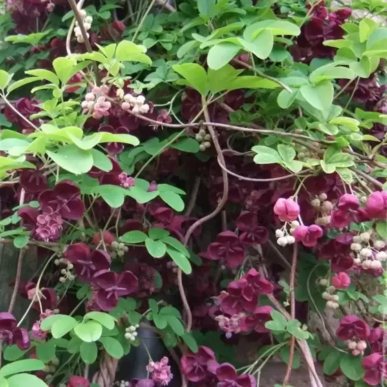 Akebia quinata 2L