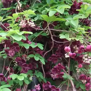 Akebia quinata 2L