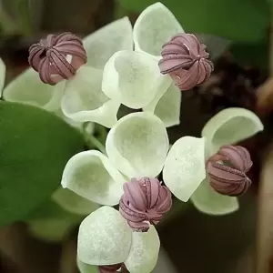 Akebia quinata Cream Form