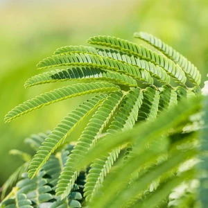 Albizia julibrissin 'Evy's Pride' - image 2