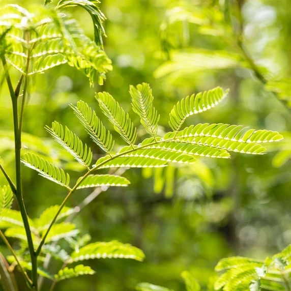Albizia julibrissin 'Evy's Pride' - image 1