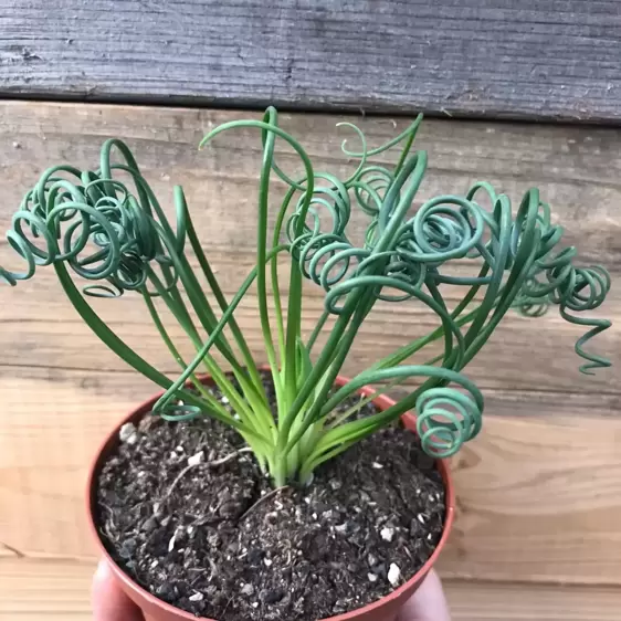 Albuca spiralis - image 2