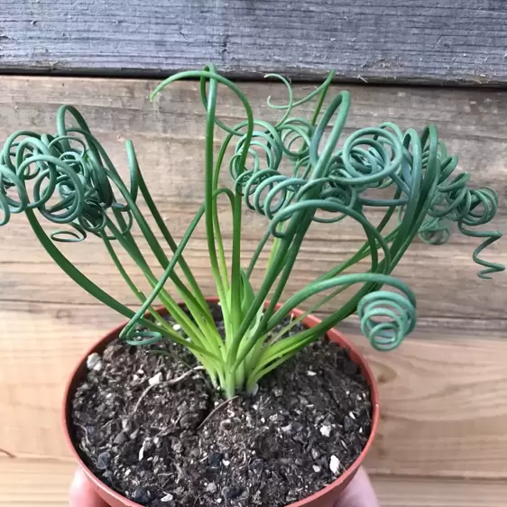 Albuca spiralis - image 3