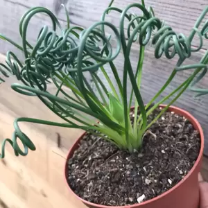 Albuca spiralis - image 4