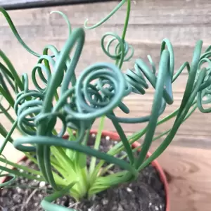 Albuca spiralis - image 4