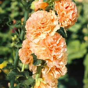 Image Credit: Ball Horticultural Company