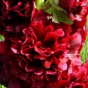 Image Credit: Bridge Nursery