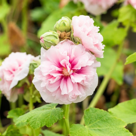 Alcea 'Chater's Pink' - image 2