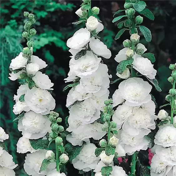 Alcea 'Chater's White' 1L