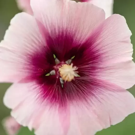 Alcea 'Halo Apricot' 1L