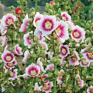 Alcea 'Halo Blush' 1L - image 1