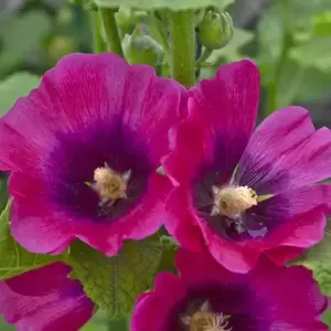 Alcea 'Halo Cerise' 1L - image 1