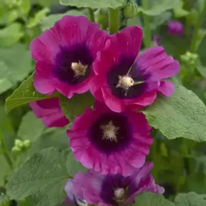 Alcea 'Halo Cerise' 1L - image 2