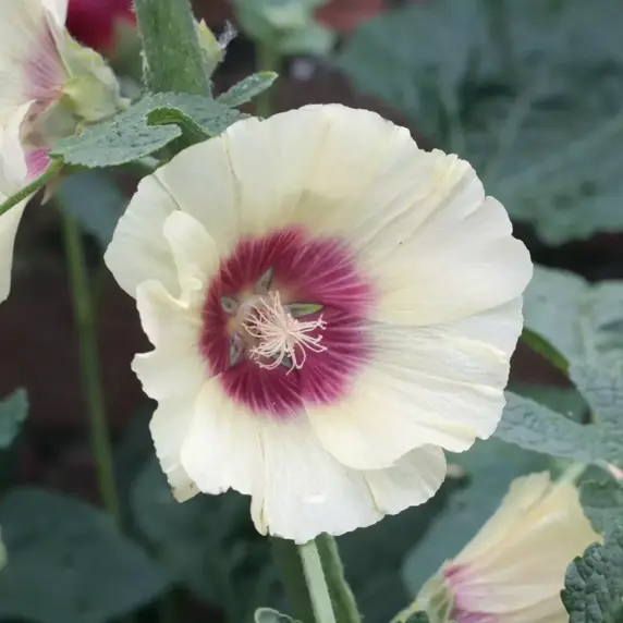 Alcea 'Halo Cream'