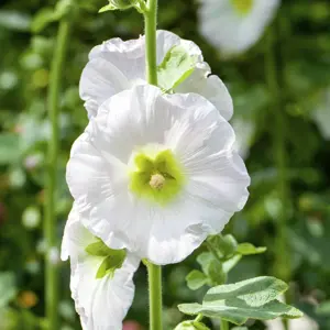 Alcea 'Halo White'