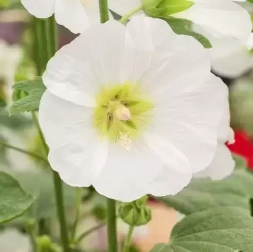 Alcea 'Halo White'