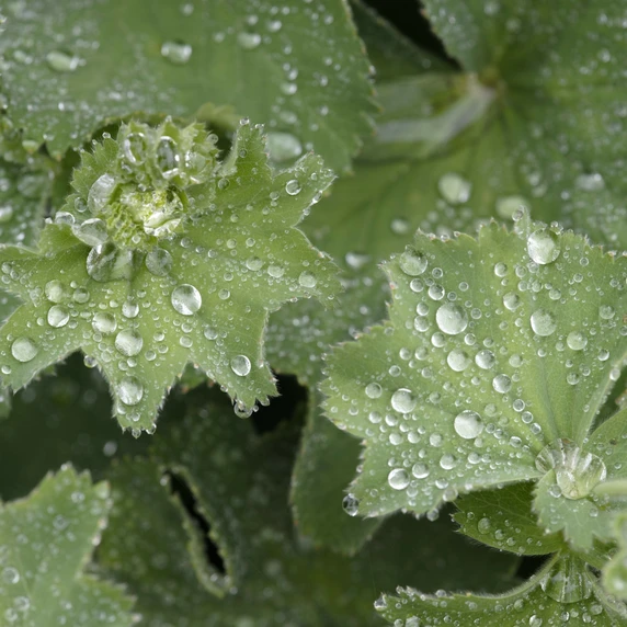 Alchemilla erythropoda 'Alma' 9cm - image 1