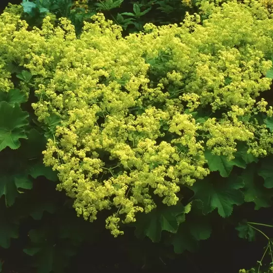 Alchemilla mollis 'Irish Silk' 1L - image 2