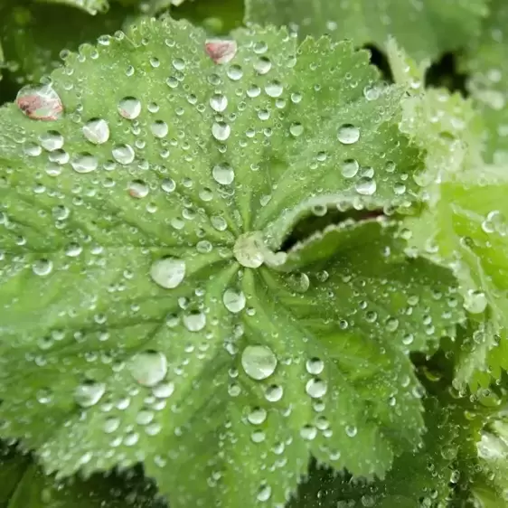 Alchemilla mollis 'Irish Silk' 1L - image 1