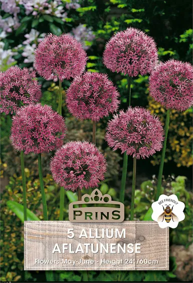 Allium aflatunense