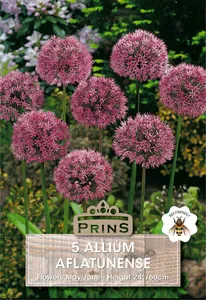 Allium aflatunense