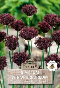 Allium Atropurpureum