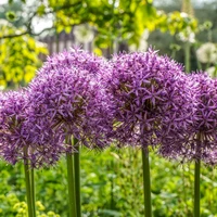 Allium Bulbs