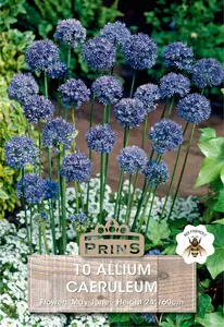Allium caeruleum