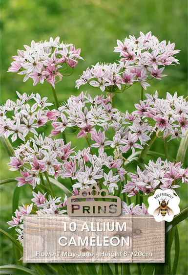 Allium Cameleon