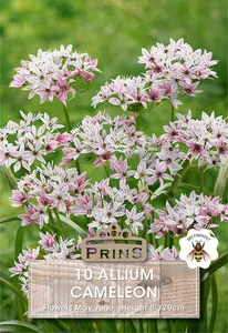 Allium Cameleon