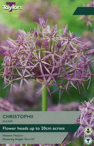Allium christophii