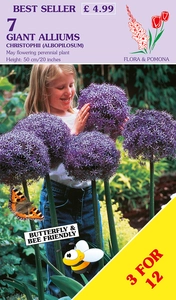 Allium christophii Albopilosum