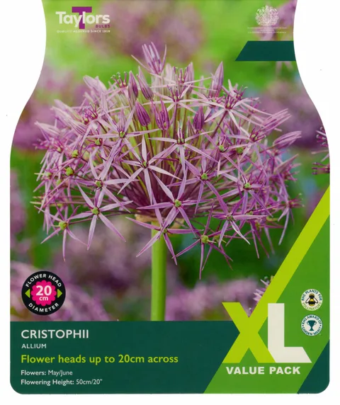 Allium cristophii