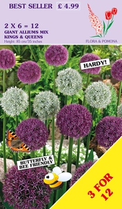 Allium Giant Mix Purple & White