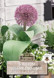 Allium Giant Red Star