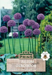 Allium Gladiator