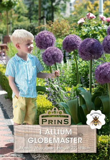 Allium Globemaster