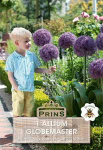 Allium Globemaster