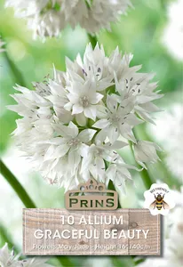 Allium Graceful Beauty