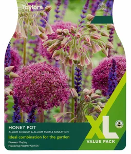 Allium Honey Pot Bulb Collection