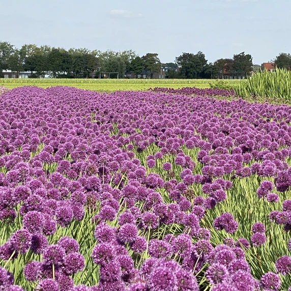 Image Credit: Walter Blom BV