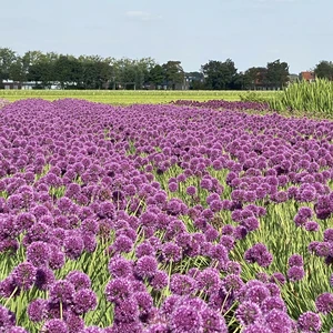 Image Credit: Walter Blom BV
