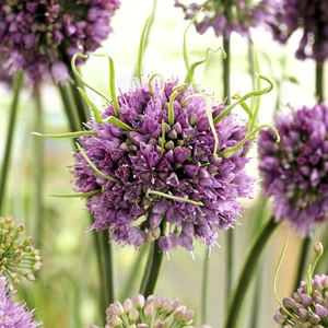 Image Credit: Walter Blom BV