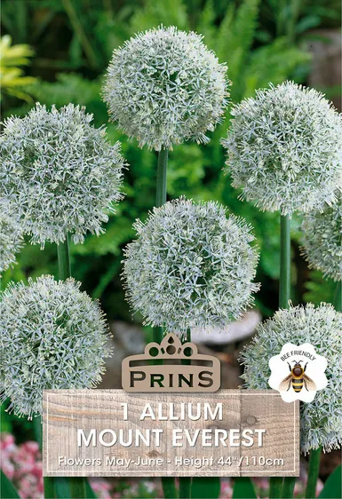 Allium Mount Everest