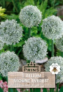 Allium Mount Everest