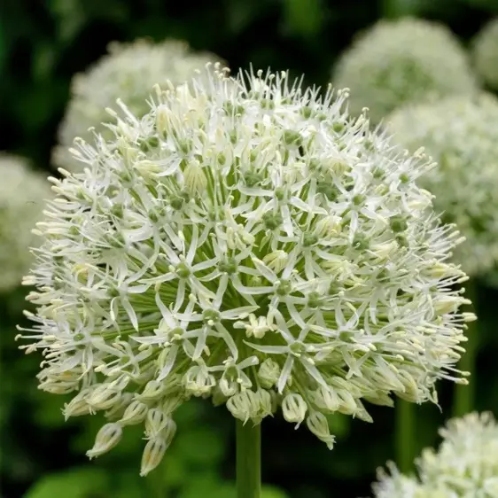 Allium 'Mount Everest'