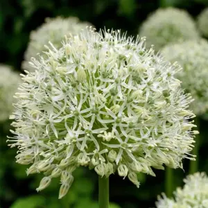 Allium 'Mount Everest'