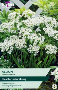 Allium neapolitanum