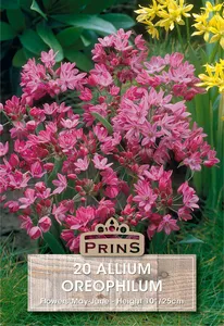 Allium oreophilum