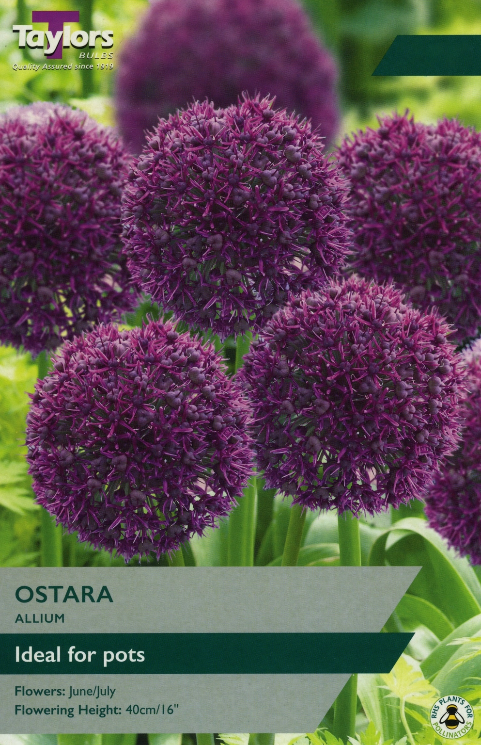 Allium Ostara Cowell's Garden Centre Woolsington